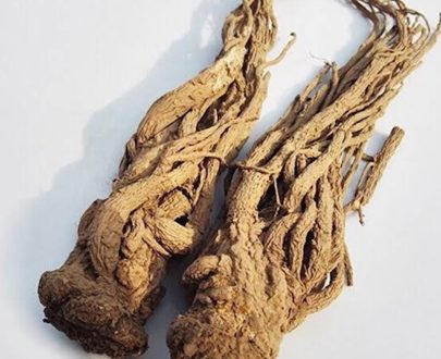 Angelica Root