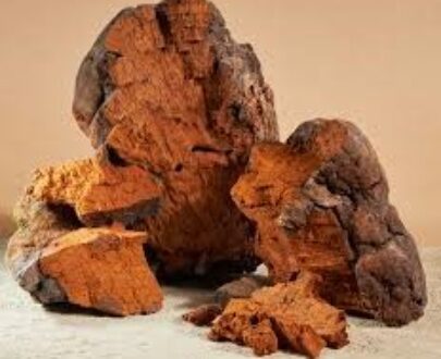 Chaga Mushrooms Extract