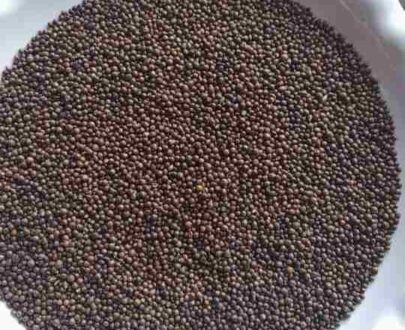 Chasteberry (Vitex) Seed