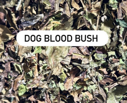 Dog Blood Bush