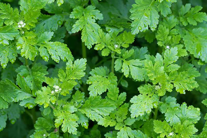 Fever Few Herb - Image 5