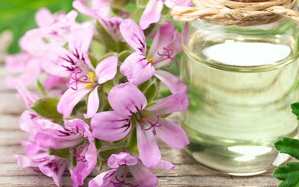 Geranium Essential Oil - Image 2