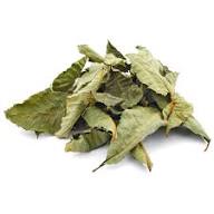 Horse Chestnut Herb - Image 3
