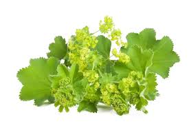 Lady’s Mantle Herb - Image 6