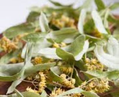 Linden Leaf Herb