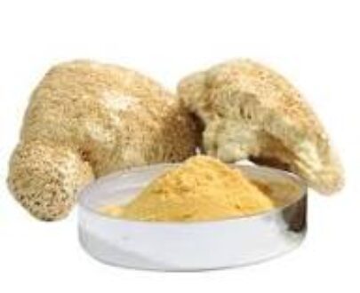 Lion’s Mane Mushroom Extract