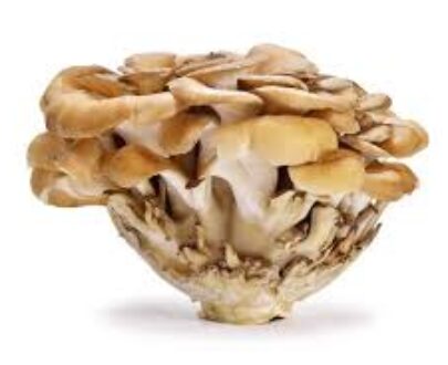 Maitake Mushroom