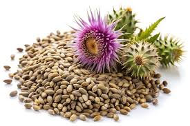 Milk Thistle Seed - Image 5