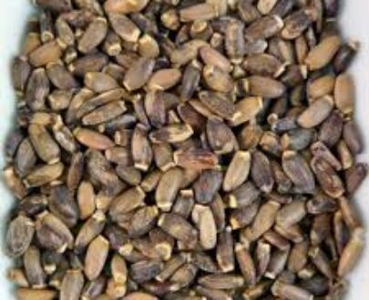 Milk Thistle Seed