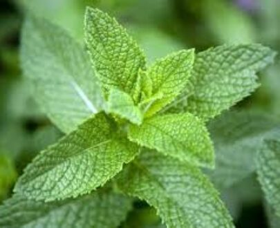 Mint Leaf