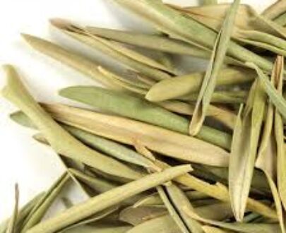 Olive Leaf