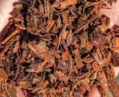 Pine Bark Root