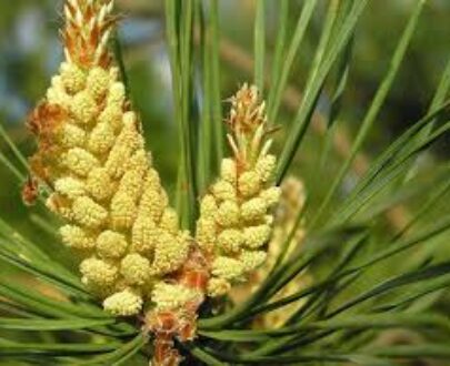 Pine Pollen Herb Dried
