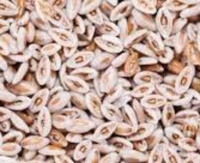 Psyllium Husk Seed
