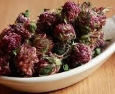 Red Clover Blossom