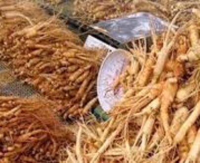 Red Ginseng Root