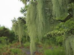 Usnea Herb - Image 2