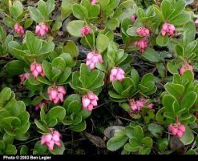 Uva Ursi 