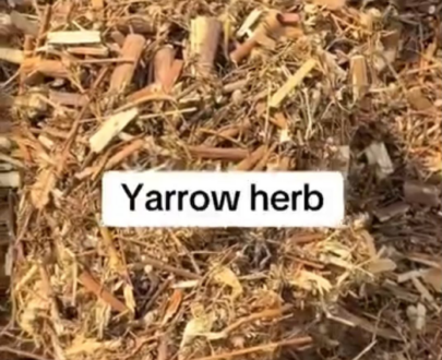 Yarrow Herb