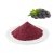 Blackberry Fruit Powder