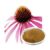 Echinacea Extract