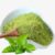 Lemon Balm Herb Powder