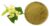 Linden Herb/Leaf Powder