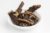 Osha Root