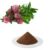 Red Clover Extract Powder