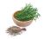 Rosemary Herbs